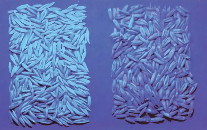 Figure 2. The fluorescence test for  oats: Left: white (fluorescent) oats; right: yellow (nonfluorescent) oats (Elias et al., 2012).