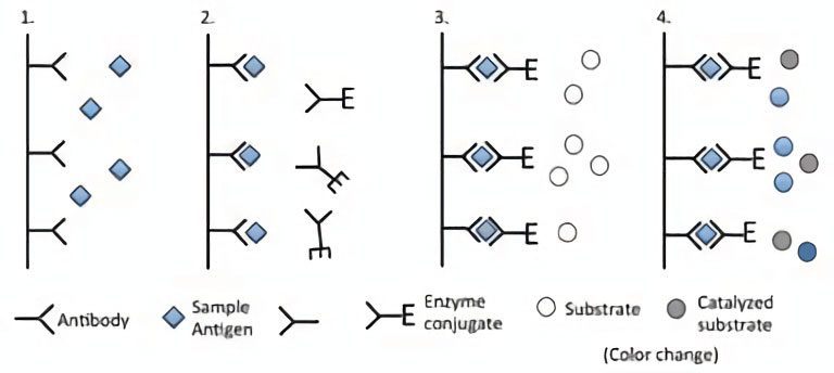  Figure 3. The principle of  ELISA (Elias et al., 2012).