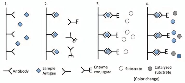  Figure 3. The principle of  ELISA (Elias et al., 2012).