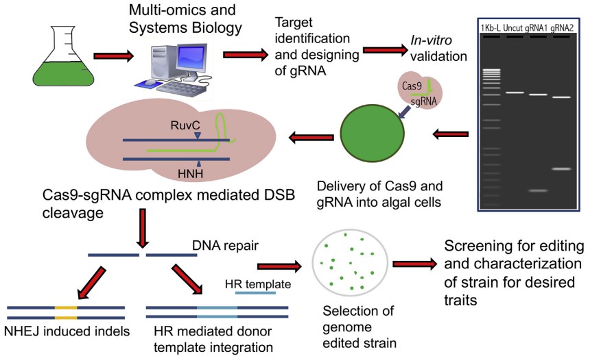 Schematic workflow depicting a typical genome editing in algal species.