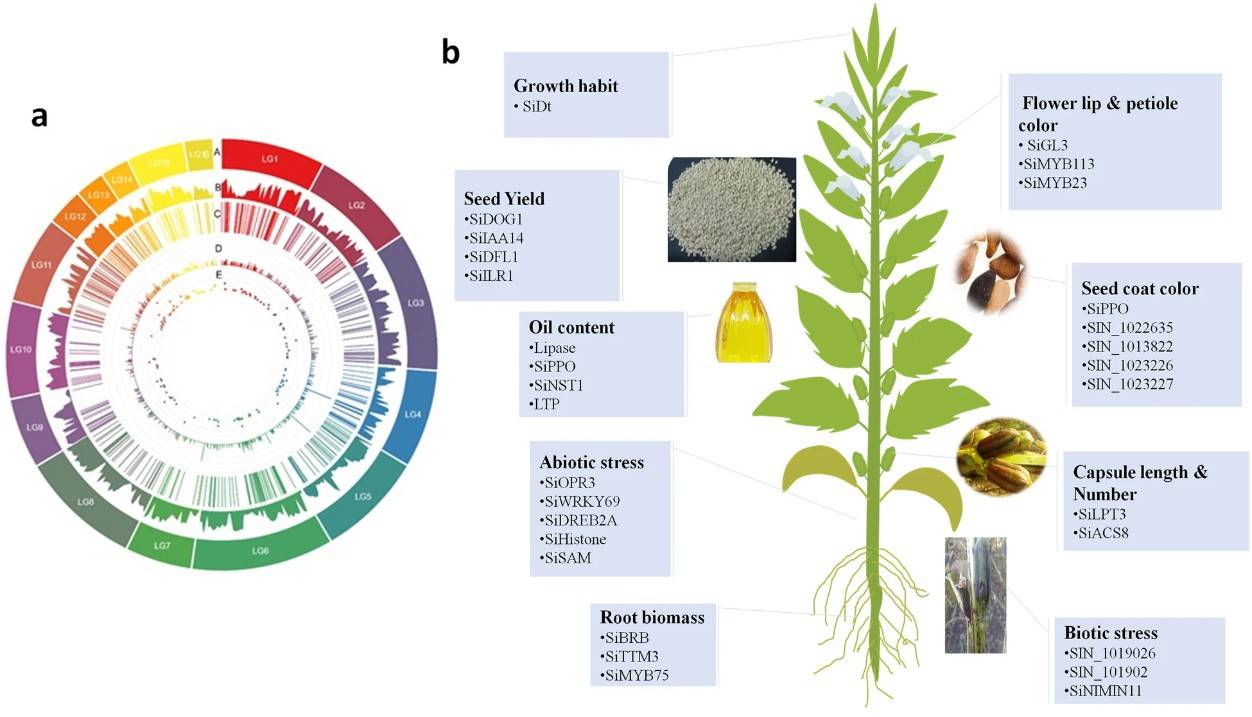 Fig.1. Genome-wide association studies (GWAS) applications in sesame.