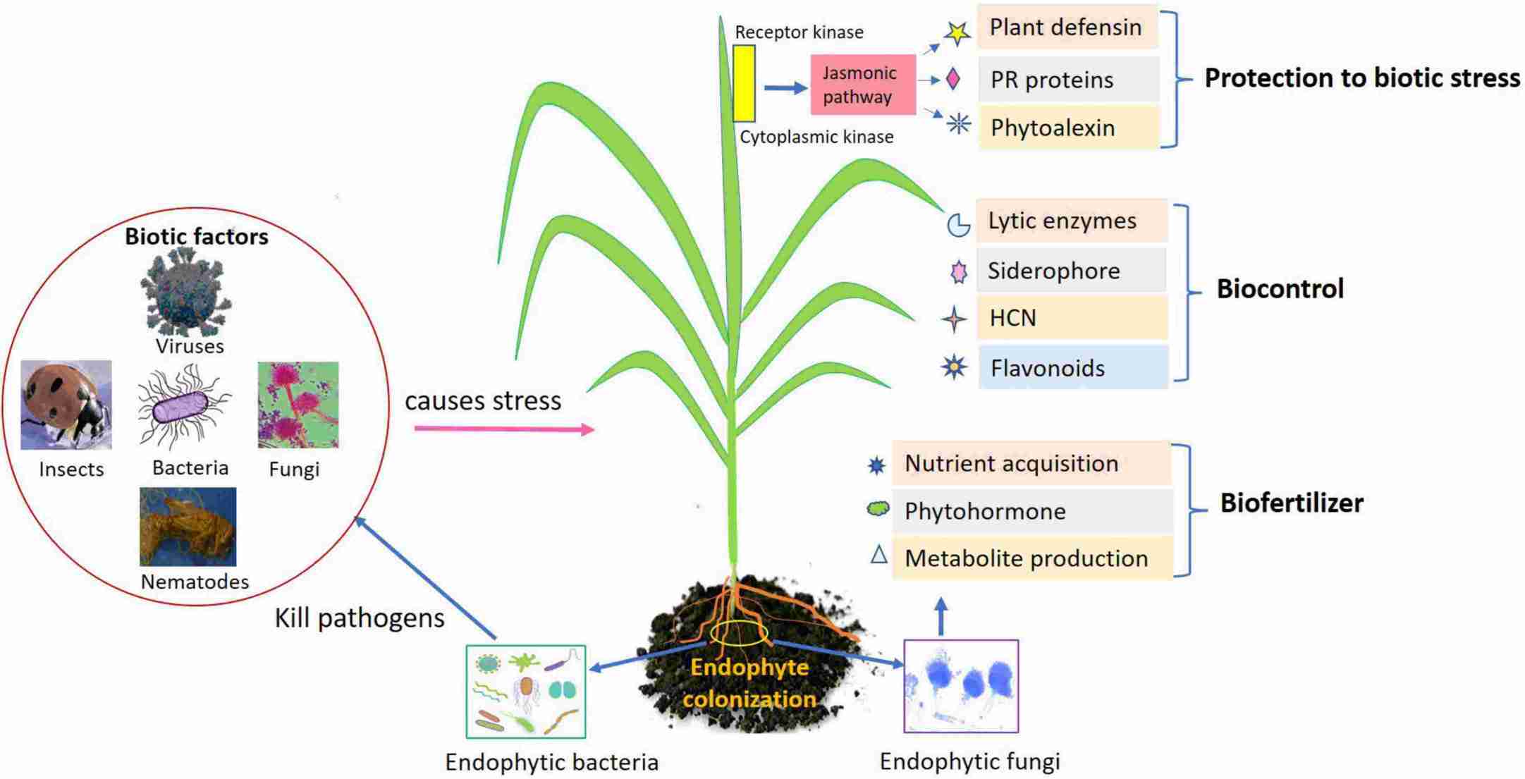 Fig.1. Role of endophytes as biofertilizers, biocontrol, and biotic stress management in agricultural crops.