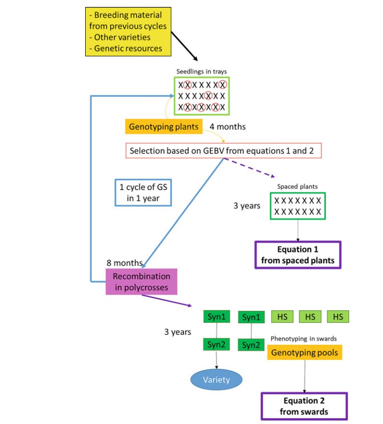 Fig.1. A breeding scheme for forage grass species integrating genomic selection.