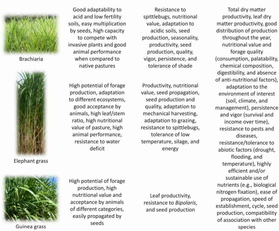 Fig.1. Characteristics of brachiaria, Guinea grass, and elephant grass and breeding goals to improve their use as tropical forage grasses.