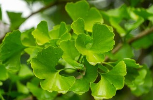 Ginkgo biloba Breeding