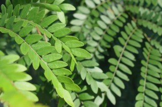 Gleditsia triacanthos Breeding