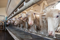 Goat's Milk Spider Silk Development