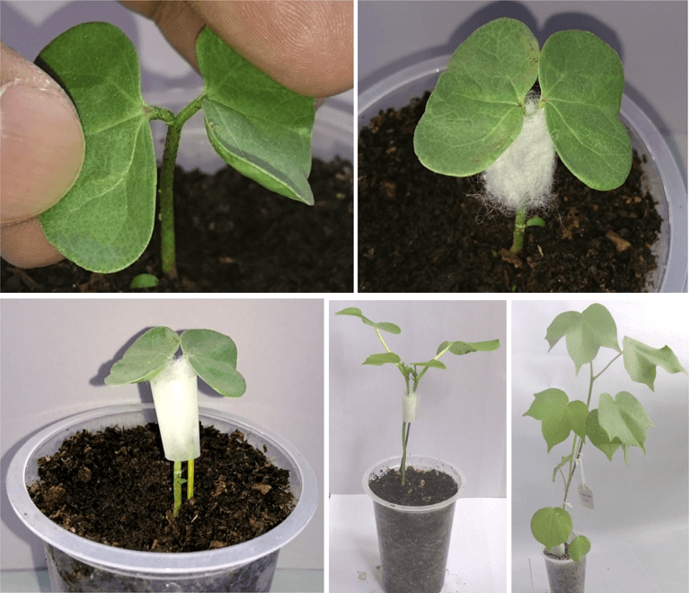 Figure  1. In planta transformation of cotton by  infecting wounded shoot apical meristems (SAMs) with Agrobacterium (Kalbande and Patil, 2016).