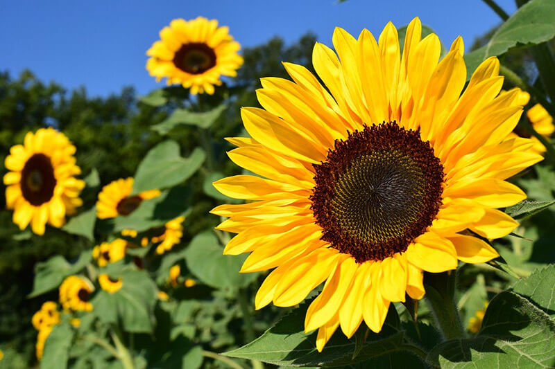 Helianthus annuus L. Transformation