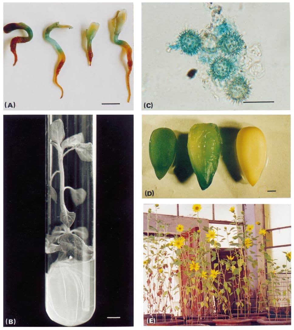 Stages in the production of transgenic plants