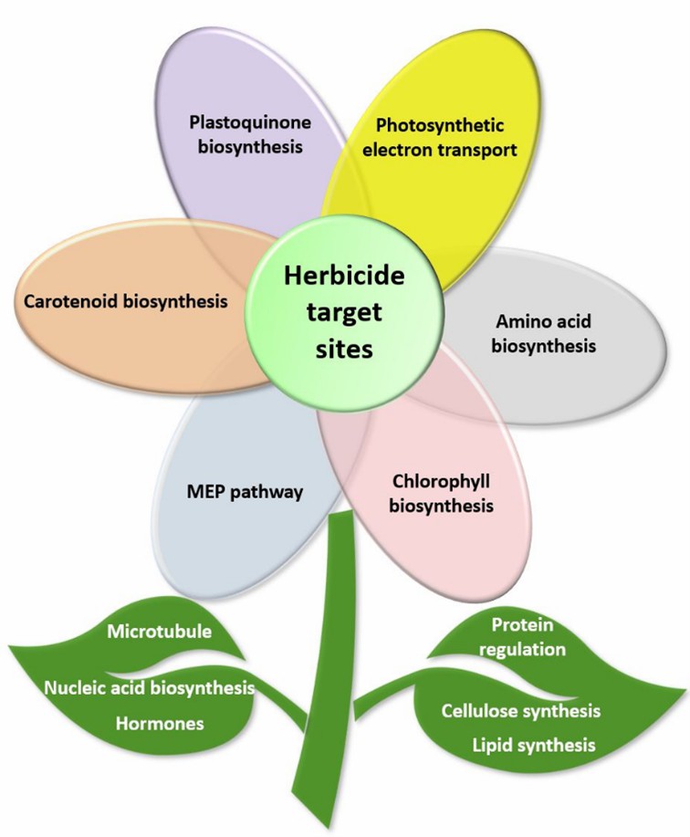 Fig. 1 Herbicide target sites (Dayan, 2019).