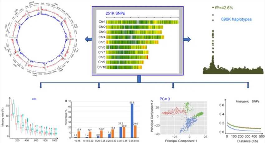 High resolution multi-SNP (mSNP) detection technology system and its application.