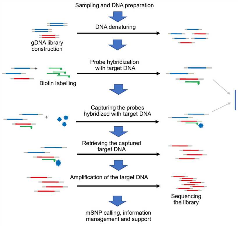 Technical procedure of genotyping by target sequencing (GBTS).