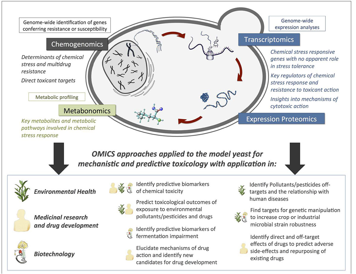 High-throughput Screening for Resistance Genes Using Yeast