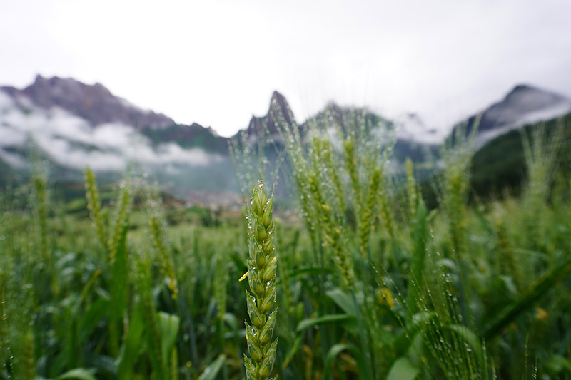 Hordeum vulgare L.