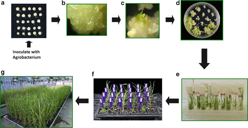 The stages of the  Hordeum vulgare L. var. nudum Hook. f. transformation process. 