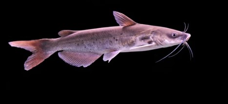 Figure 1. The Ictalurus punctatus is on isolated black background. It is a member of the family Ictaluridae and is a popular food in the United States.