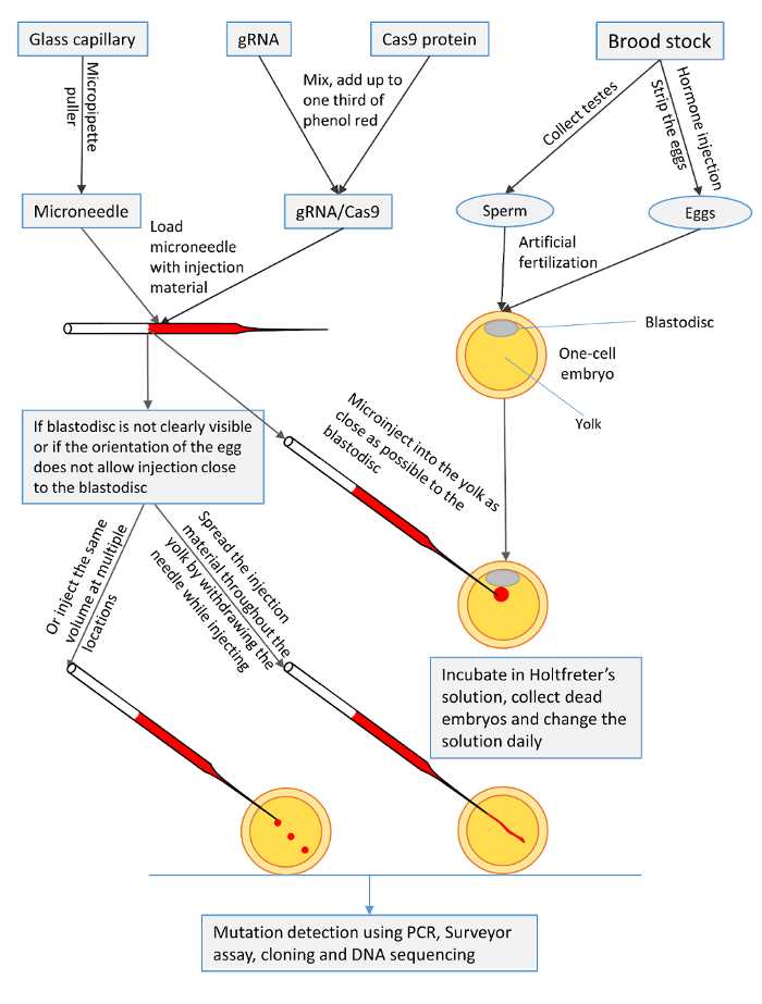 Figure 2. Steps and procedures for the preparation and microinjection of single-cell embryos of Ictalurus punctatus. (Elaswad, A, et al. 2018)