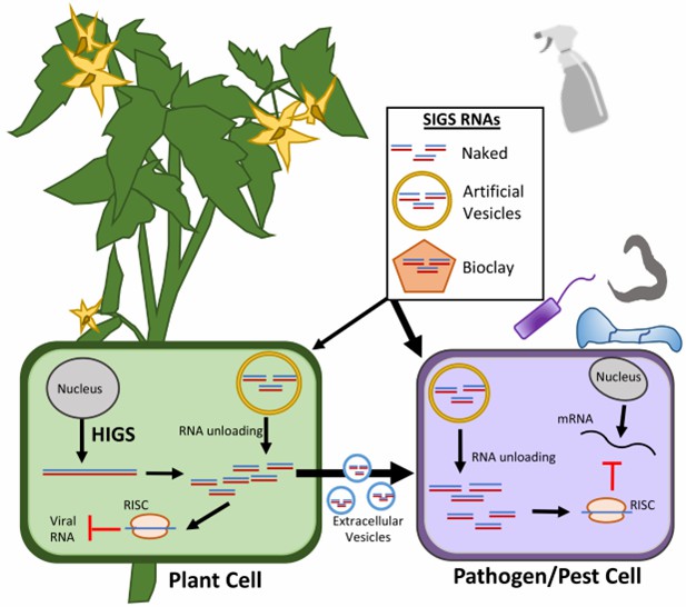 Fig. 1 RNAi-based plant protection strategies (Niu et al., 2021). 