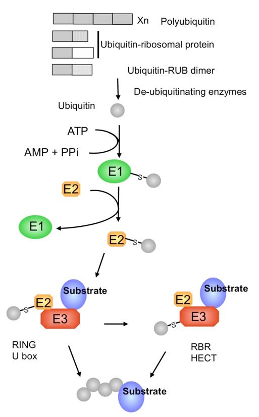 Figure 1. Ubiquitin genes and ubiquitination pathway. (Callis, J. 2014).