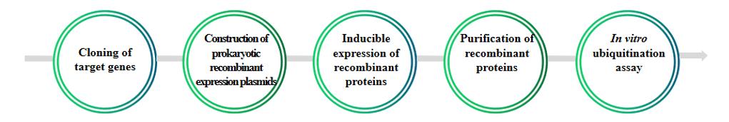 Figure 2. Flow chart for in vitro ubiquitination assay of plant proteins. – Lifeasible.