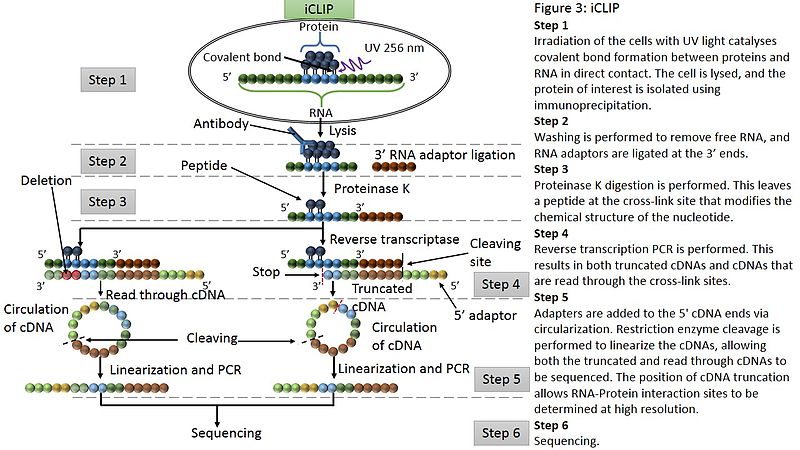 Figure 1. The workflow  of an iCLIP assay (Wikipedia)