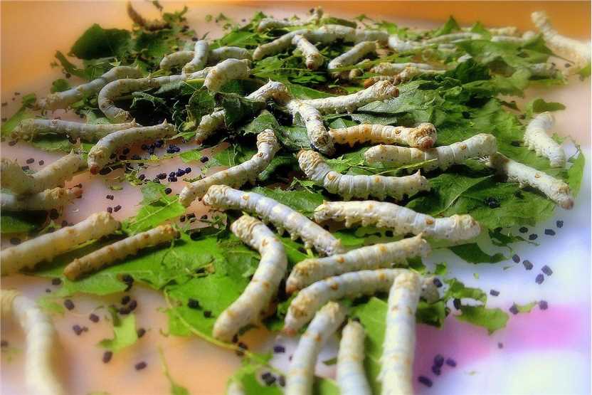 Silkworm