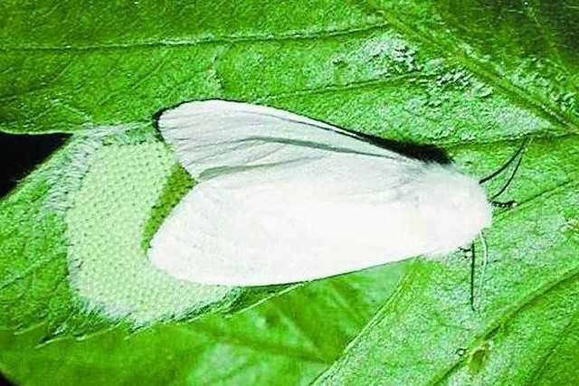 Fall Webworm