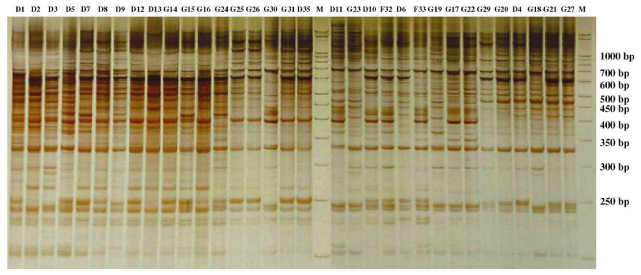 ISSR profiles of 33 genotypes of citrus using a primer (AG)8YT (primer 10). 