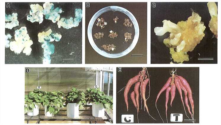 Genetic Transformation Process for Ipomoea batatas (L.) Lam