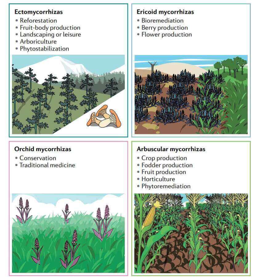 Translational applications of mycorrhizal fungi.