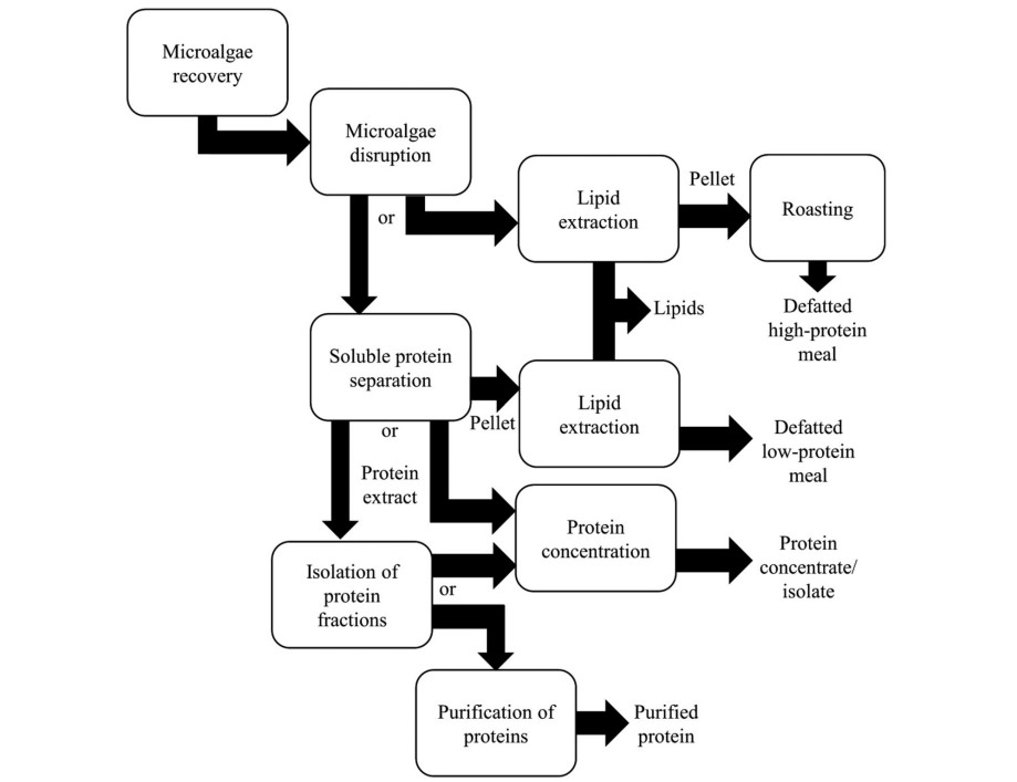 Basic scheme of routes proposed to obtain microalgae proteins.