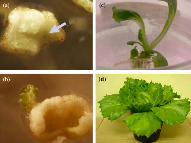 Agrobacterium-mediated Lactuca sativa Linn. transformation by infecting hypocotyl with Agrobacterium Transplastomic plants transformed with pRL1000. (a) Spectinomycin-resistant green callus indicated by arrow on selection plate. (b) Spectinomycin-resistant green shoot on selection plate. (c) Transplastomic lettuce plant with root on MS medium containing spectinomycin. (d) Transplastomic lettuce of the T1 generation grew normally on soil 