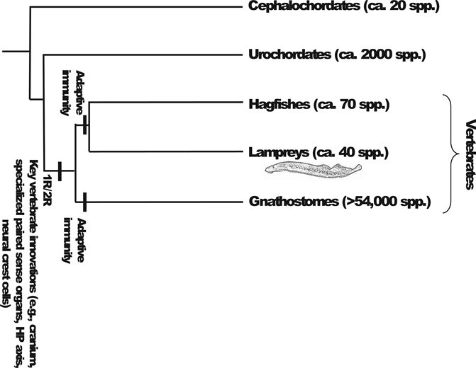 The interrelationships among the vertebrate lineages