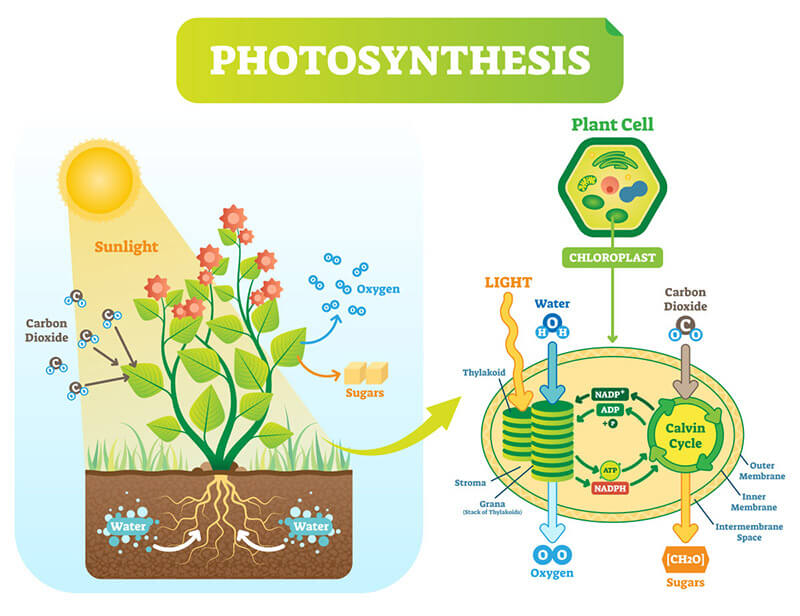 Figure 1. The process of   photosynthesis.