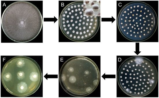 Flow diagram for Agrobacterium tumefaciens-mediated transformation of L. edodes.