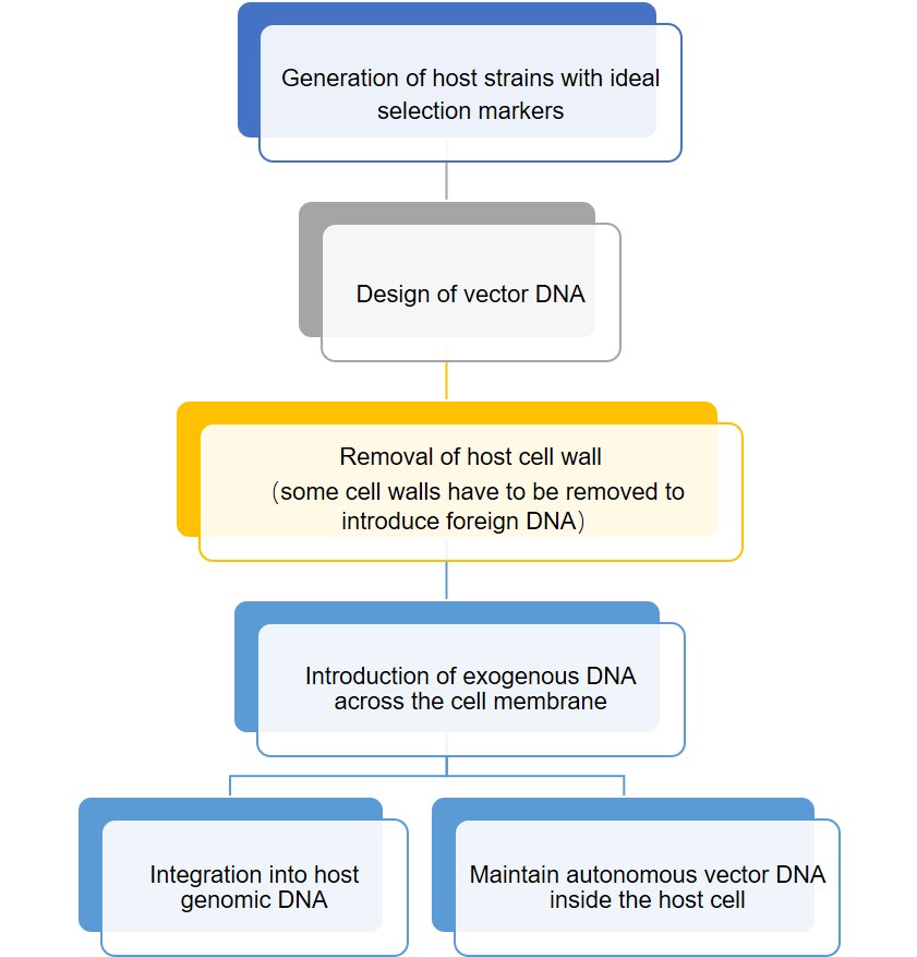 Service Flow of Agrobacterium tumefaciens-mediated transformation of L. edodes.