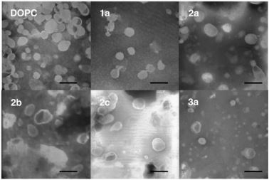 Figure 1. Transmission electron microscopic images of the pDNA-encapsulating cationic liposomes. (Obata et al., 2009).