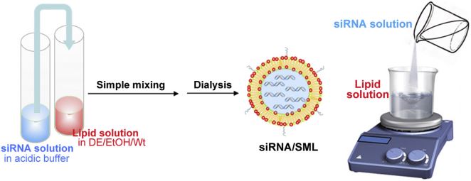 Figure 1. Scheme of the siRNA/SML preparation. (Mokhtarieh et al., 2018)