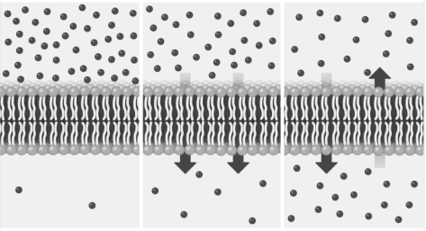 Liposome Membrane Permeability Testing