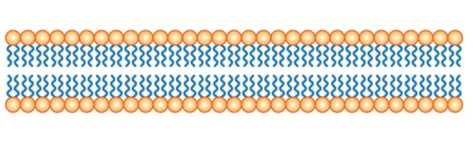 Liposome Permeability Analysis
