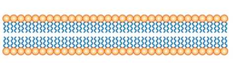 Liposome Permeability Analysis