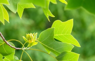 Liriodendron chinense Breeding