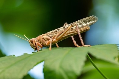 Locust Gene Editing