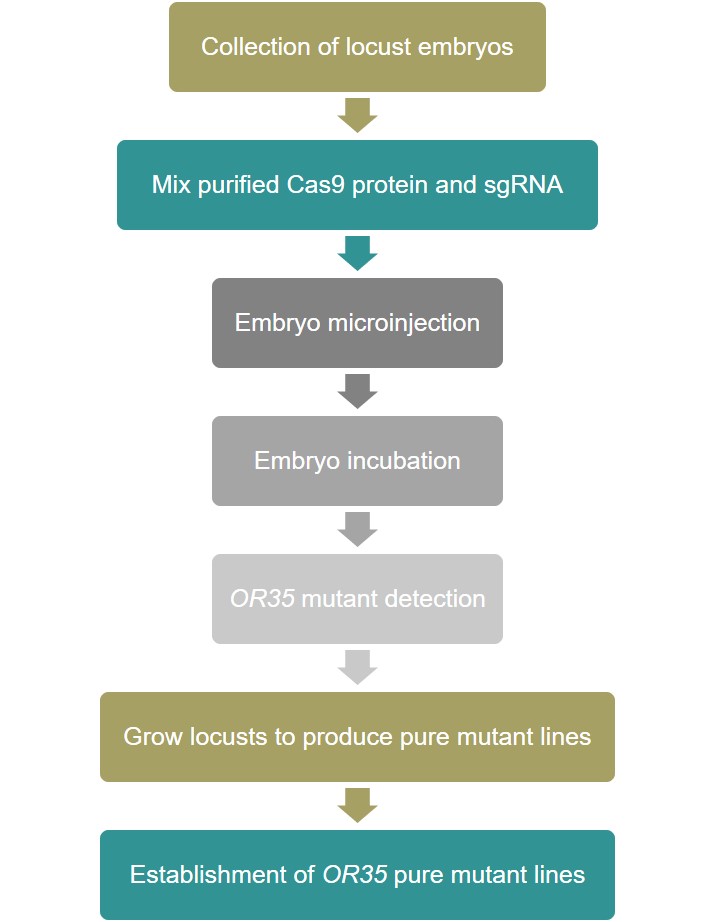 Locust Gene Editing