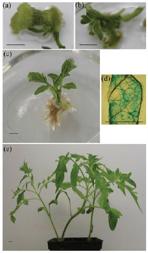Lycopersicon esculentum Miller transformation