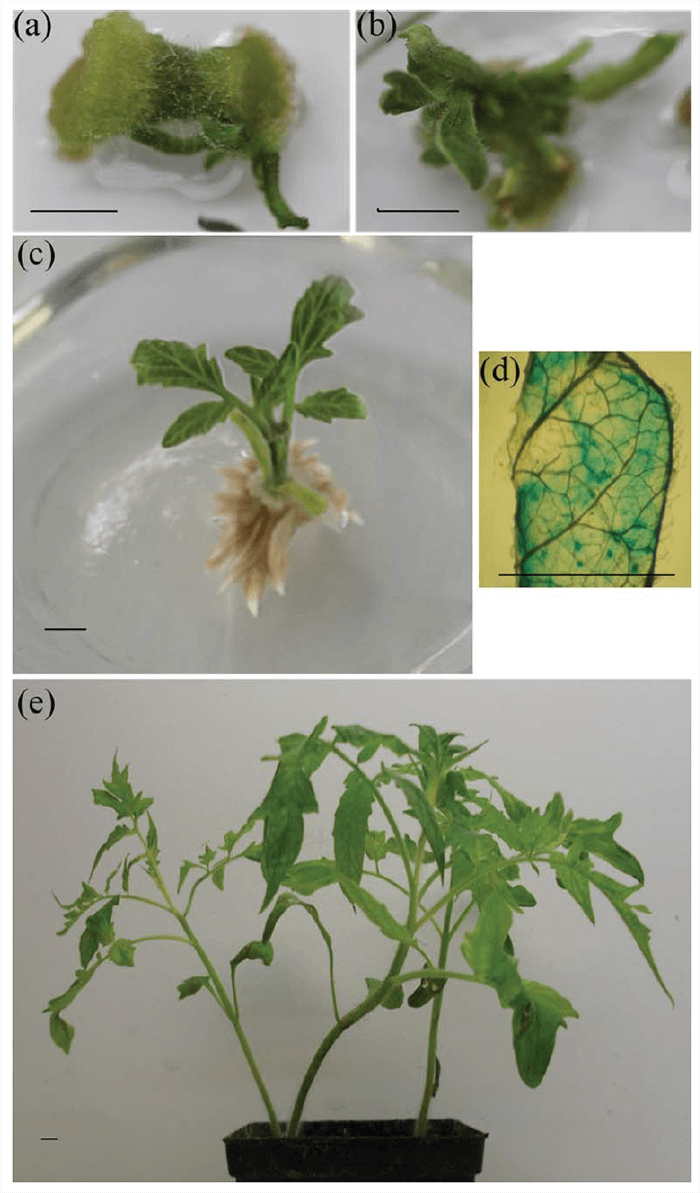 Lycopersicon esculentum Miller transformation