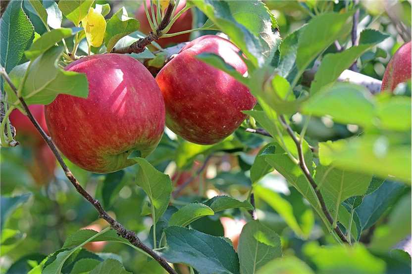 Malus pumila Mill. Transformation