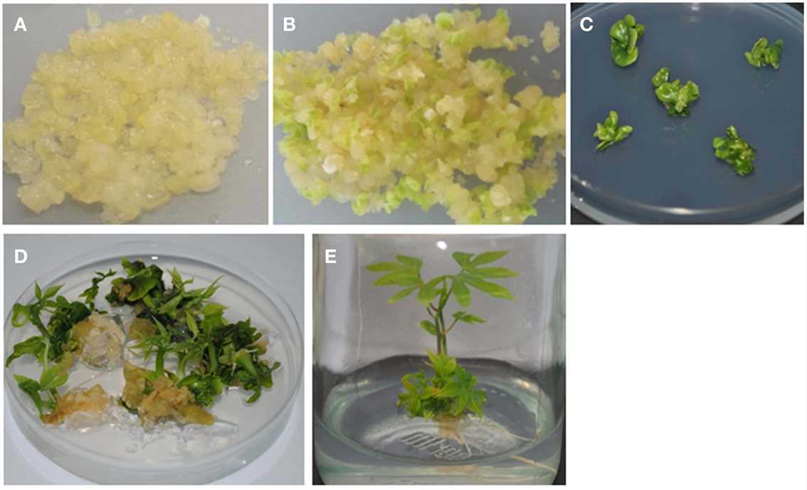 Agrobacterium-mediated genetic transformation of Manihot esculenta Crantz.