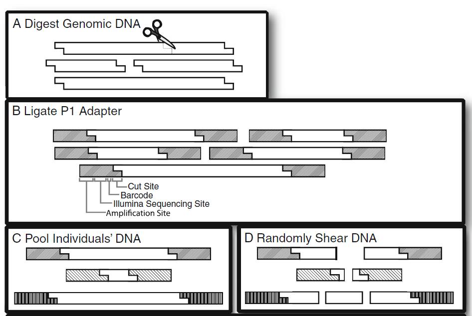 Marker Discovery and Development